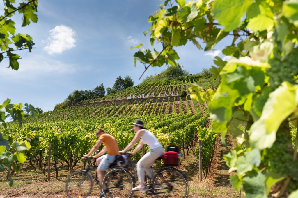 Cyclists ride on the Rheinterassenradweg, on the red slope between Nierstein and Nackenheim