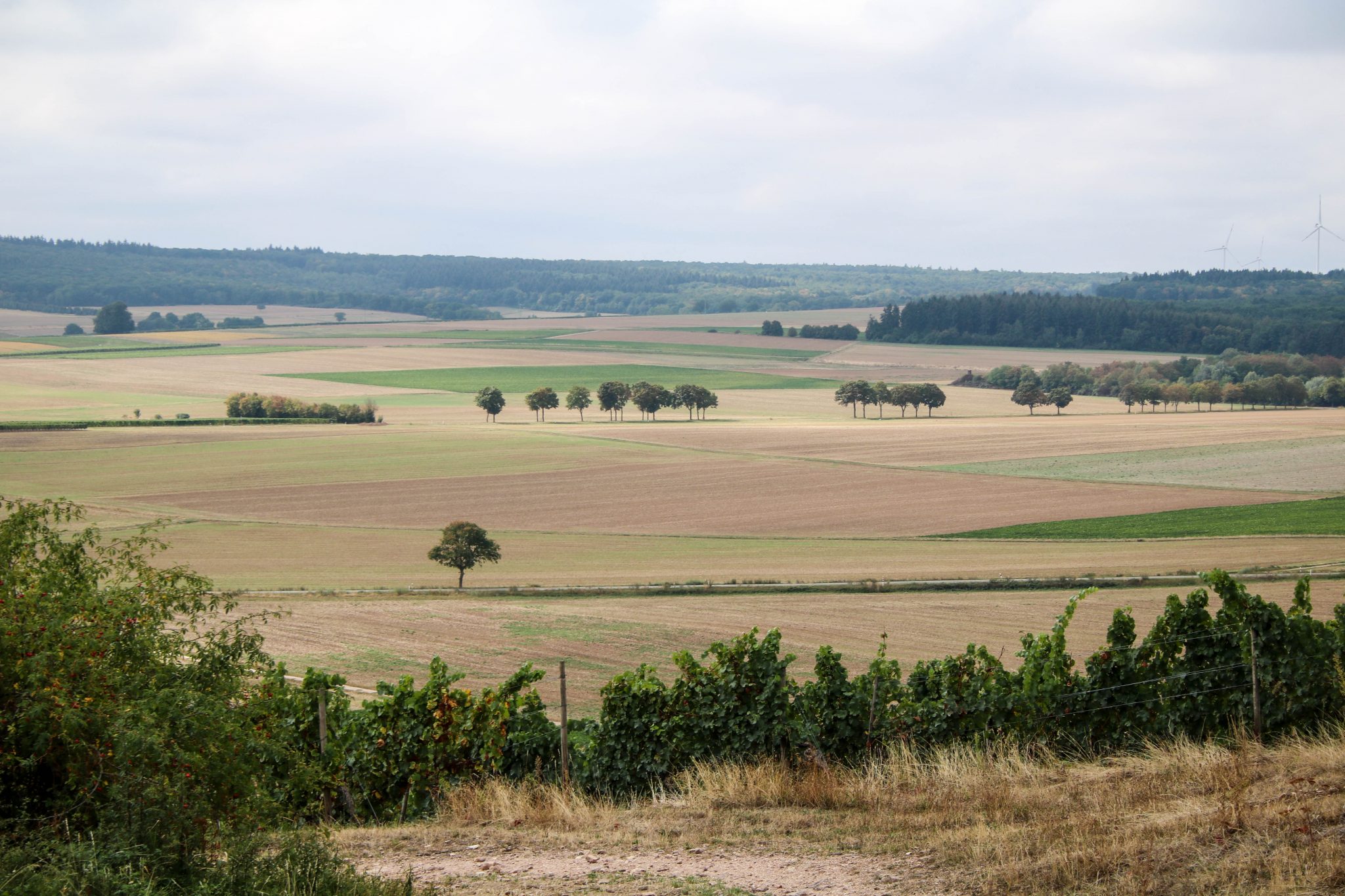 Wanderbericht Hiwweltour Heideblick Wo die Heide blüht und die Alm