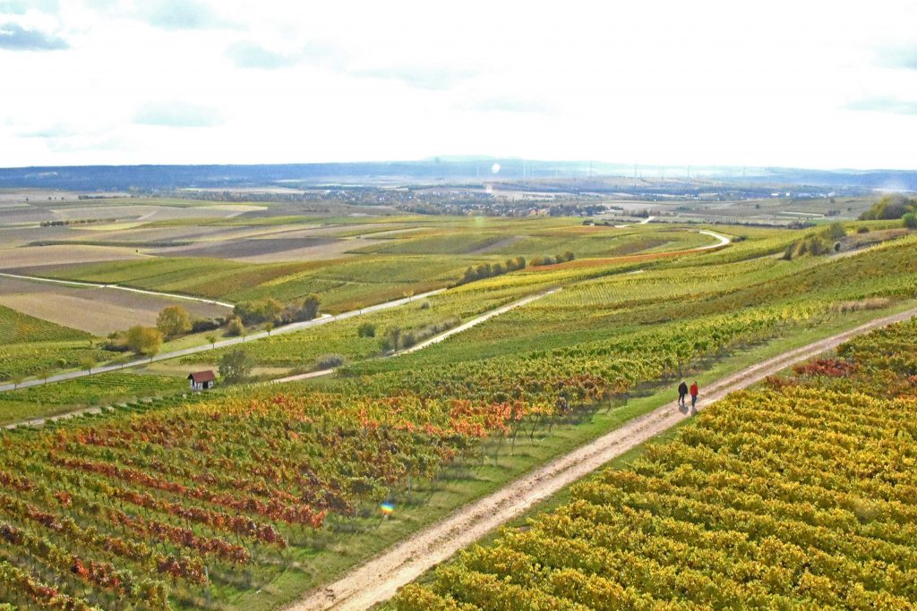 Wingertsschaukeln - Autumn vineyards near Sprendlingen-Gensingen DSC_5545