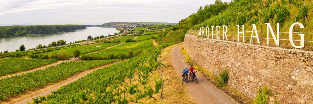 Cyclists on the Rhine cycle path on the Rote Hang with a view of Nierstein