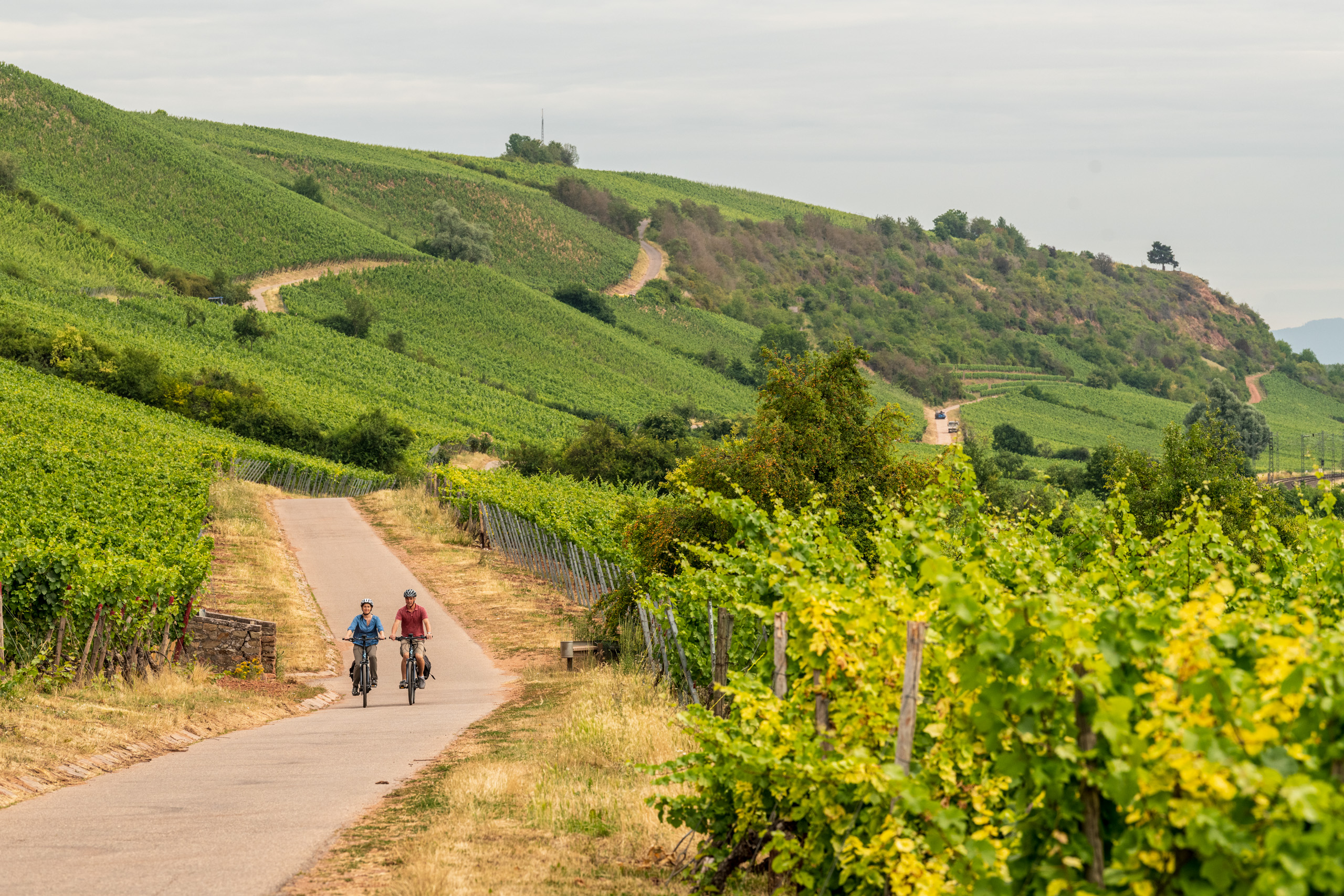 Hessen R3 Der Rheinradweg in Rheinhessen und was ihn so besonders macht ...