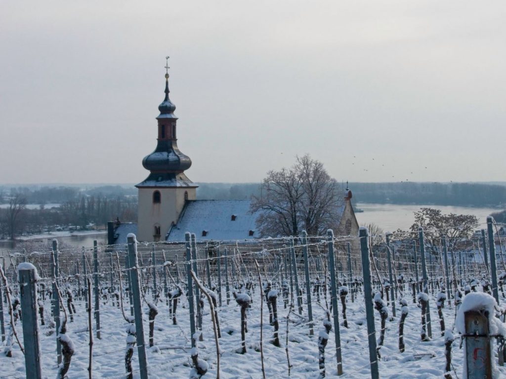 Kilian church behind snowy vines