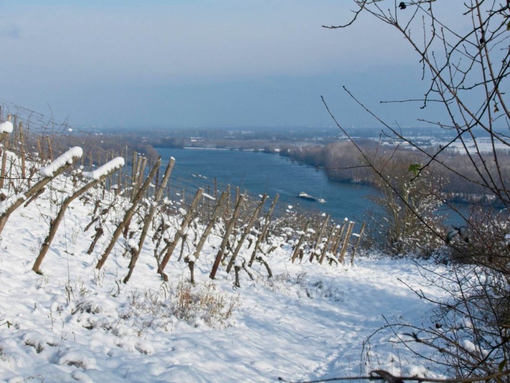 Rhine and Rhine plain during winter hike wine experience red slope