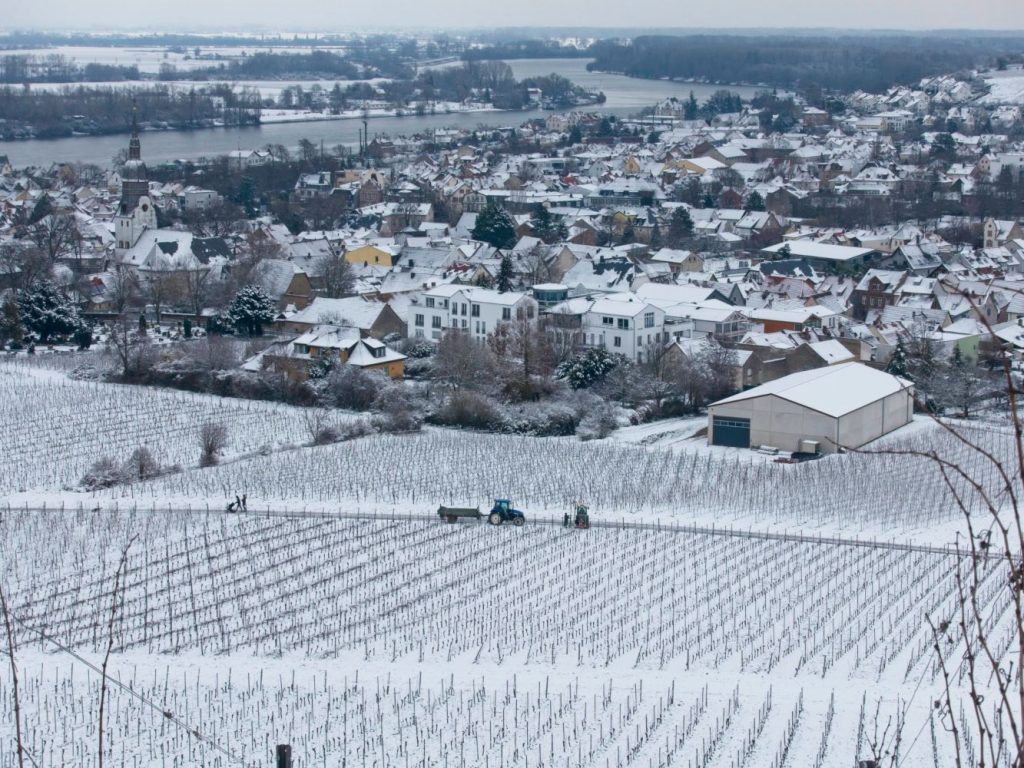 Wijnboer aan het werk in de Wingert (wijngaard) bij Nierstein, in de winter