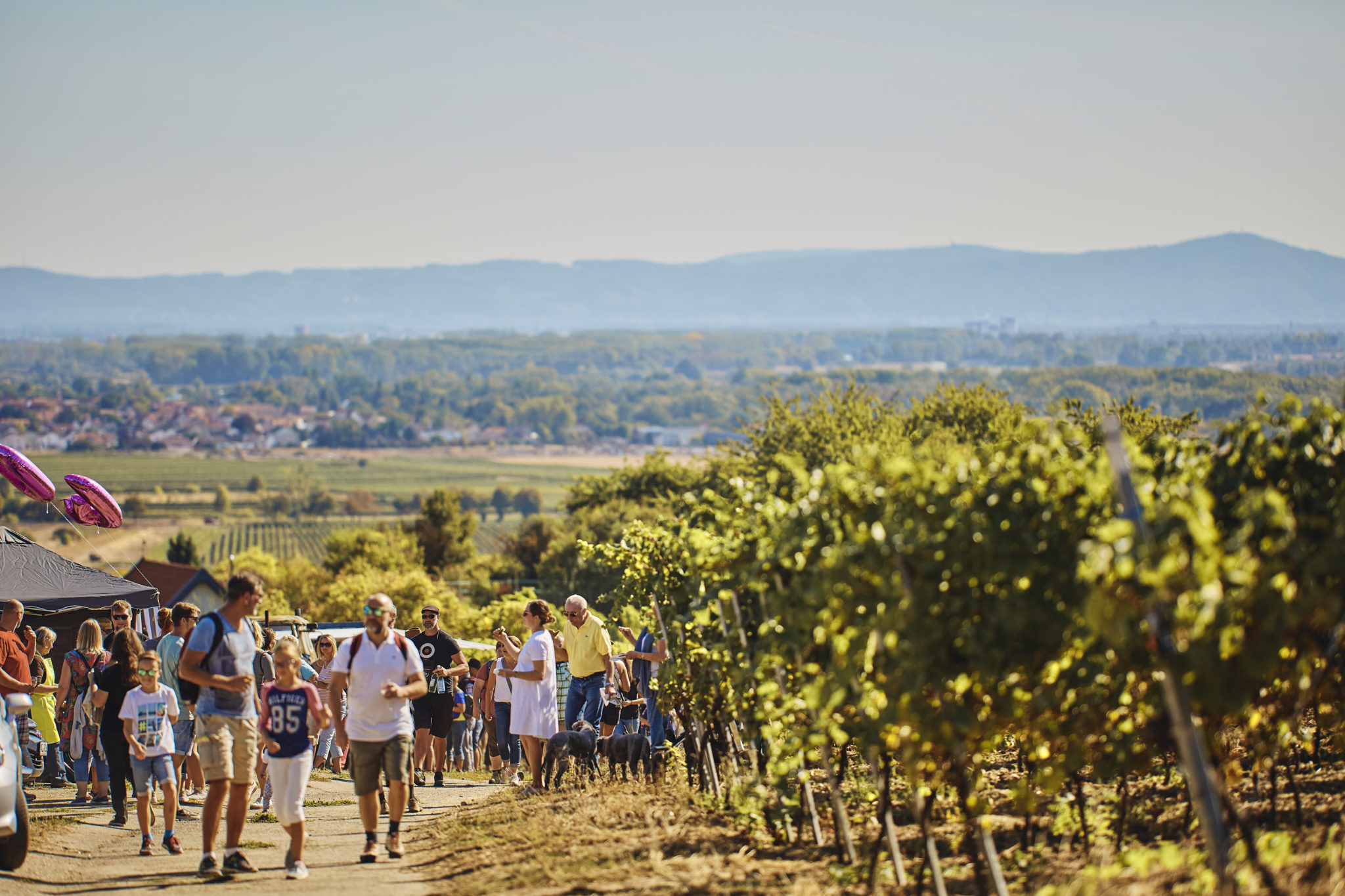 WEINWANDERUNGEN IM BUNDESLAND HESSEN visual data 3