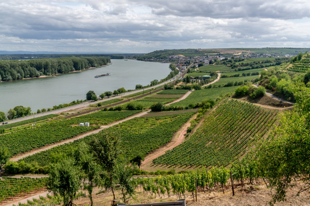 Blick auf den Rhein vom Rheinterrassenweg