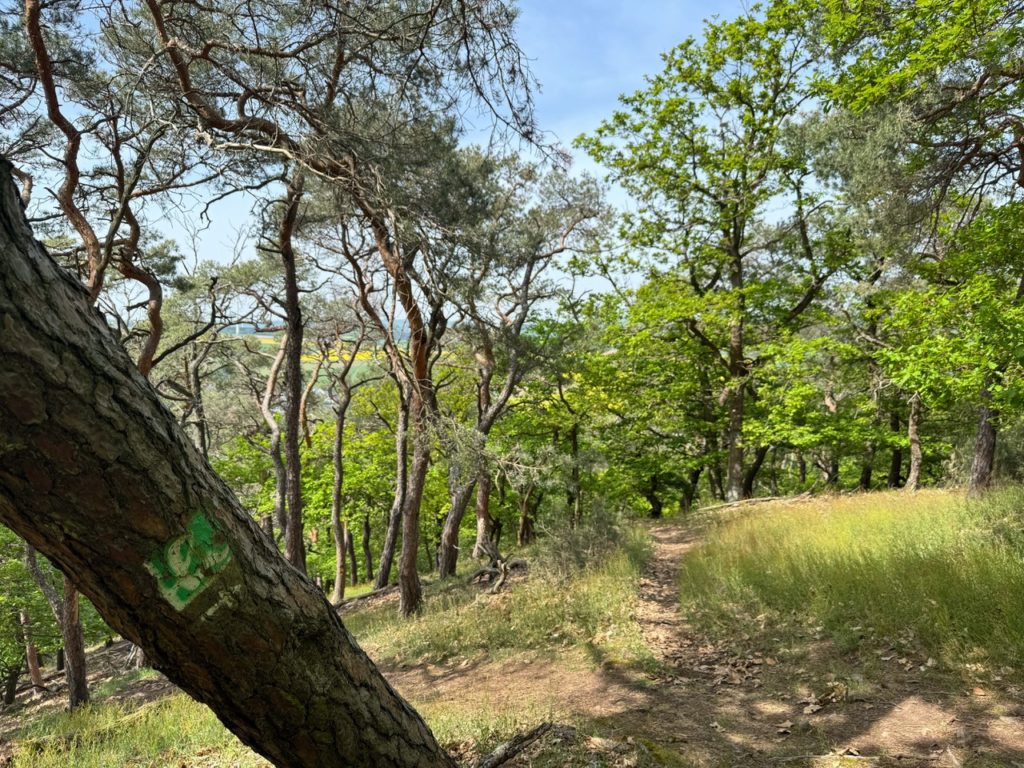 A path through the oak forest
