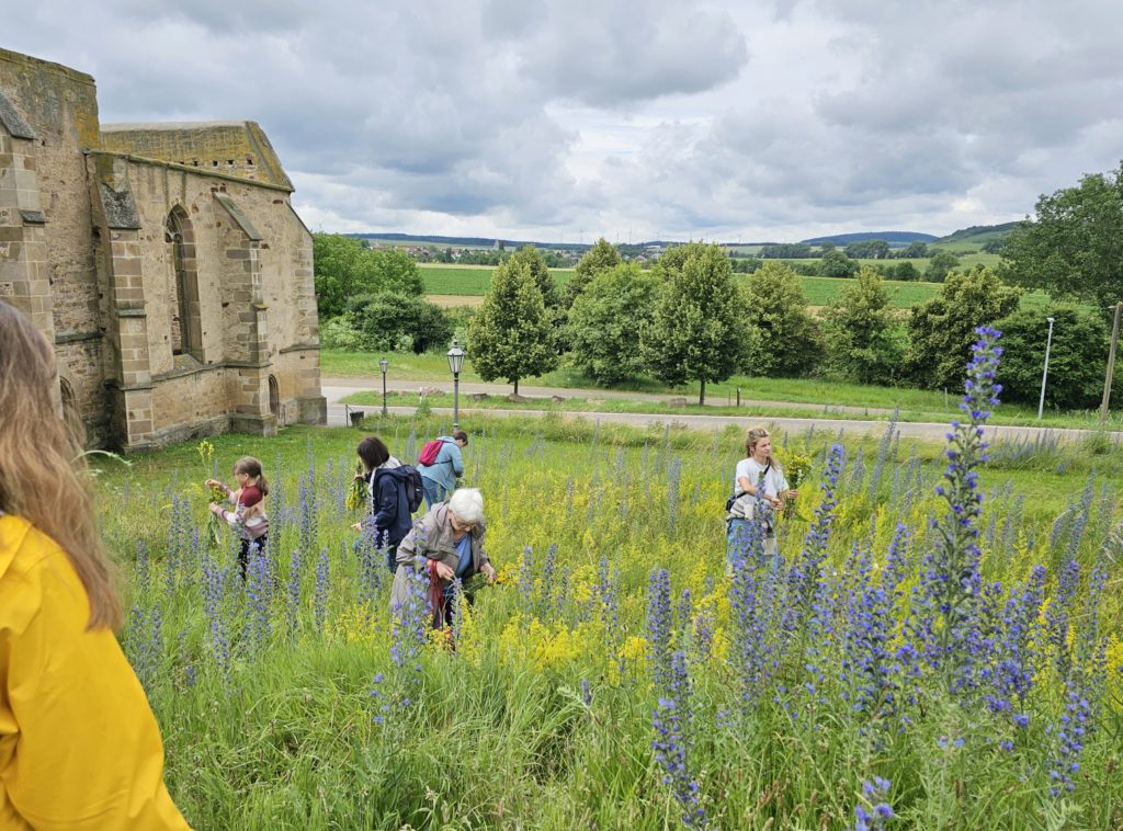 Special guided tours in Rheinhessen: Herb tour