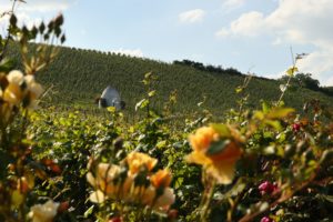 Hiwwelpacking Mit dem Rad über die rheinhessischen Hügel