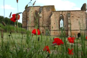 Beller church ruins between poppies