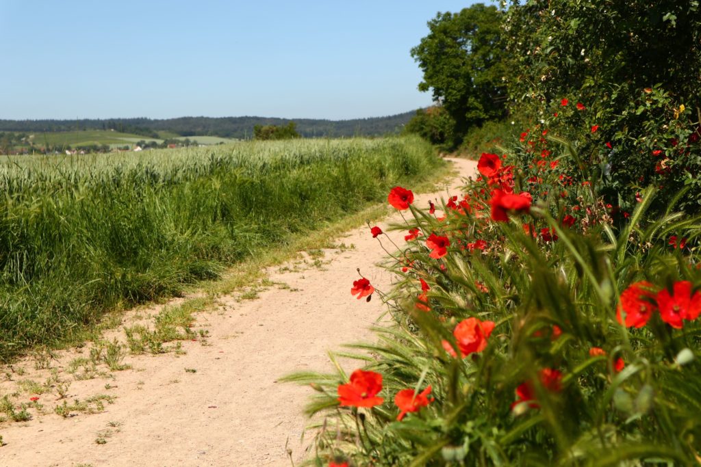 Hiwwelpacking By bike over the Rhine-Hessian hills