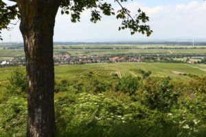 Hiwwelpacken Met de fiets over de Rijn-Hessische heuvels