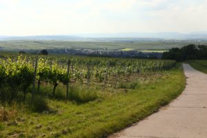 Wijngaarden met uitzicht op Rheinhessen