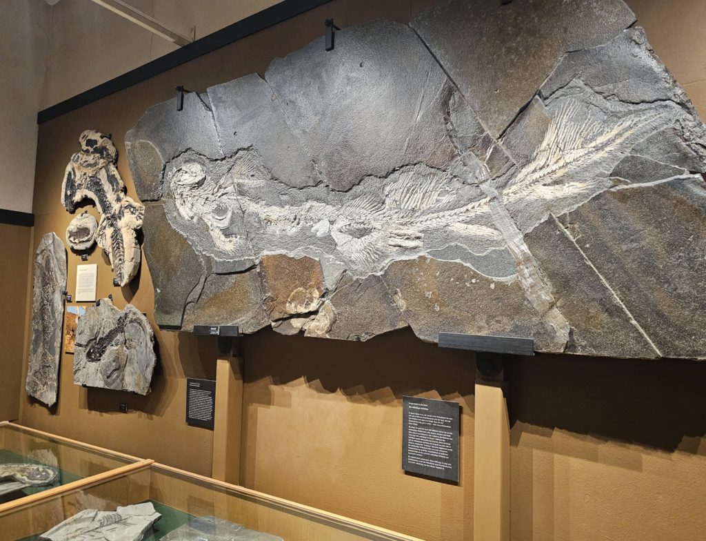 Paleontologisch Museum Nierstein - Versteende zoetwaterhaai