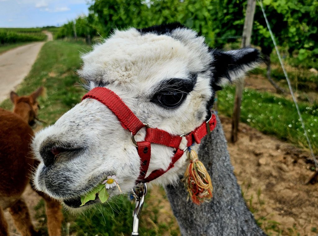 Alpaka-Wanderung: Alpaka Rudi isst Gäsneblümchen