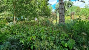 The shade beds