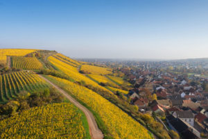 Herfstachtige wijngaarden op de Rheinterrassenweg