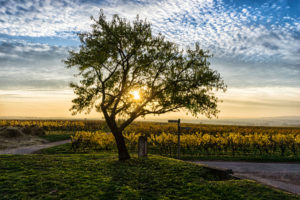 Baum in der Herbstsonne am Themenweg Königsstuhl