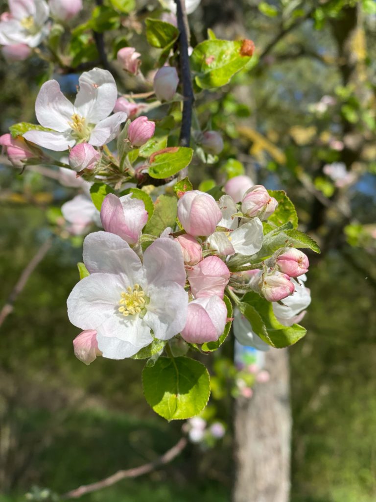 Fruitbloesems op de Hiwweltour Zornheimer Berg