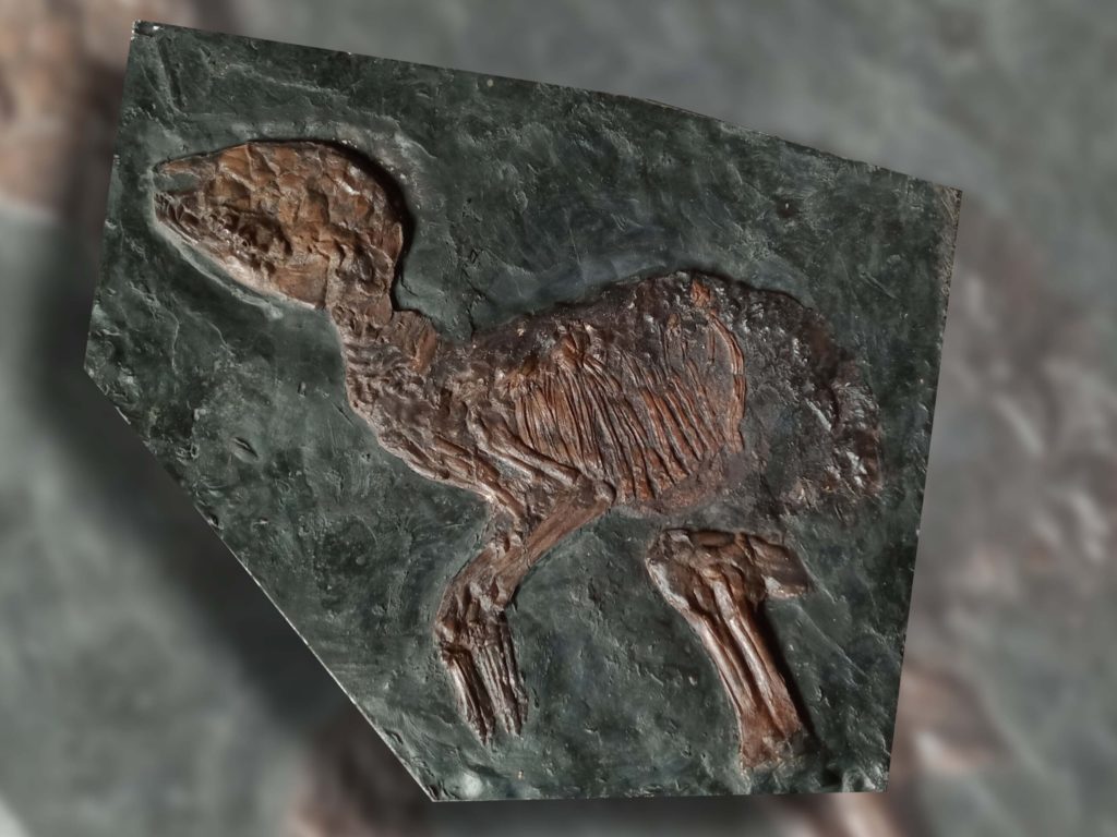Das Fossil eines 50 Millionen Jahre altes Urpferdchen