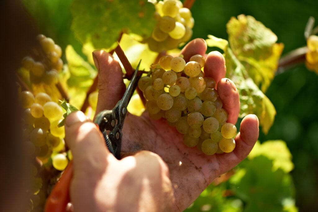 Nahaufnahme der Handlese: Eine Person mit Rebschere schneidet gelbe Trauben vom Rebstock.