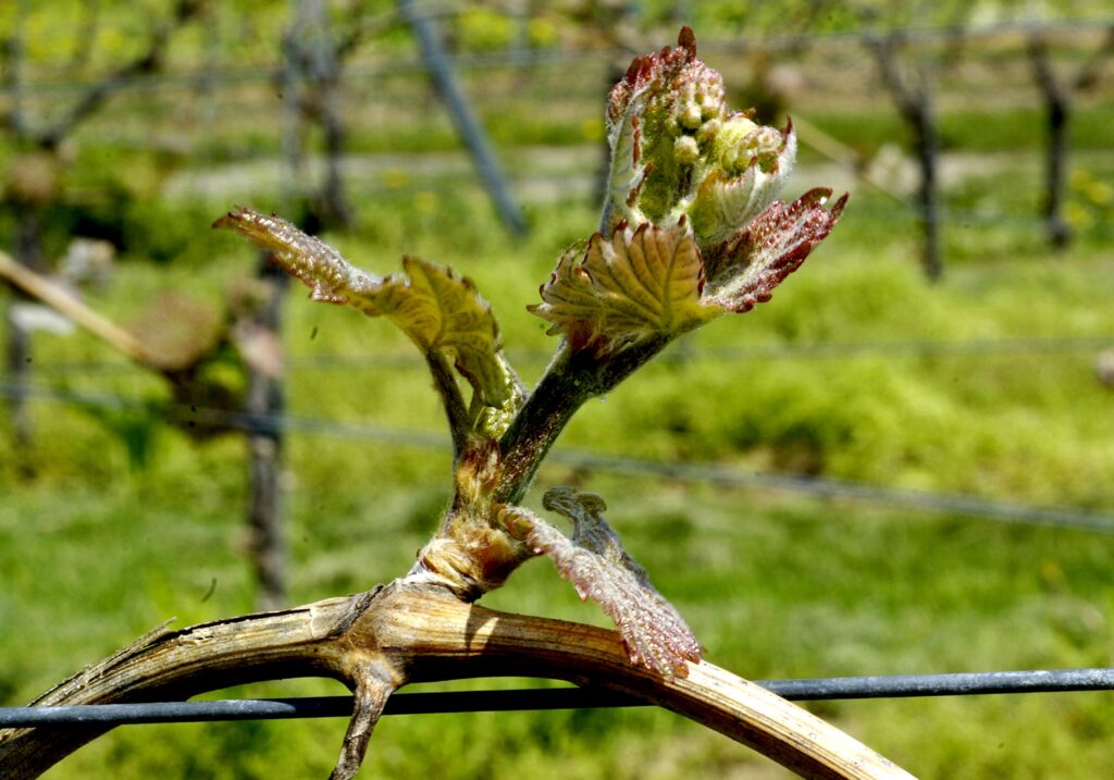 Rheinhessen-Wein: Junger Austrieb an einem Rebstock im Frühling, zarte grüne Blätter mit rötlichen Spitzen vor verschwommenem Weinbergs-Hintergrund.