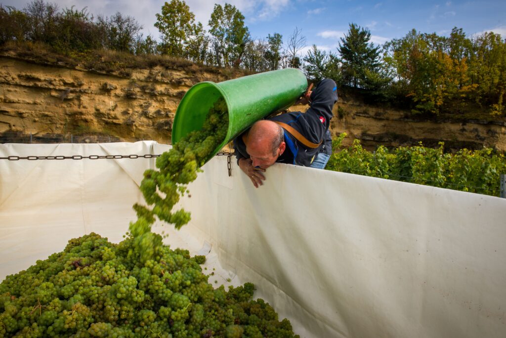 Weinlese in Rheinhessen: Ein Mann leert einen vollen Traubenbottich mit weißen Trauben in einen großen Sammelbehälter im Weinberg.