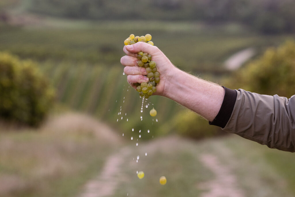 Eine Hand presst weiße Trauben aus, der Saft tropft deutlich sichtbar heraus, im Hintergrund ein Weinberg.