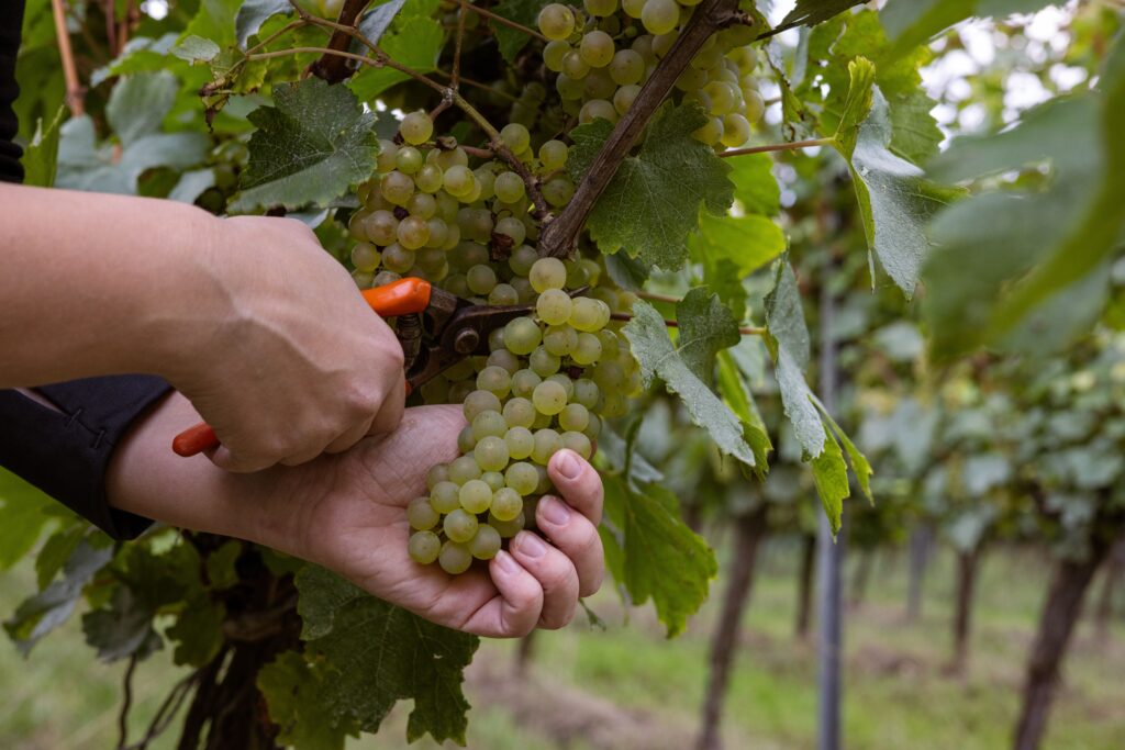 Rheinhessen-Wein-Handlese von weißen Trauben: Eine Person schneidet mit einer Rebschere eine Traube direkt von der Rebe.