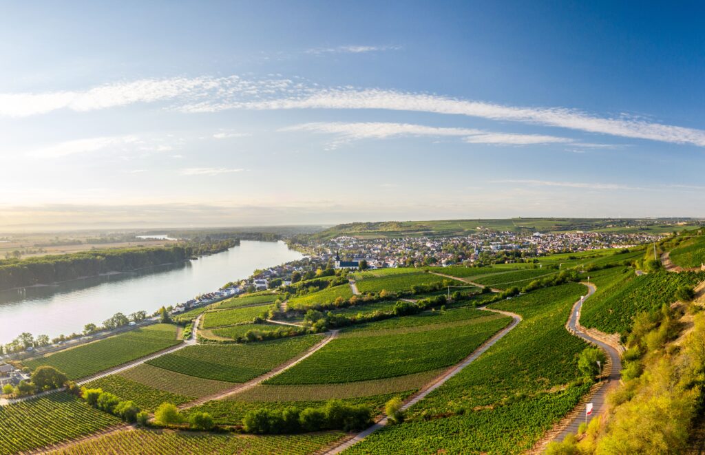 Panoramablick vom Roten Hang über grüne Weinberge bei klarem Wetter mit Sicht auf den Rhein und Nierstein in Rheinhessen.