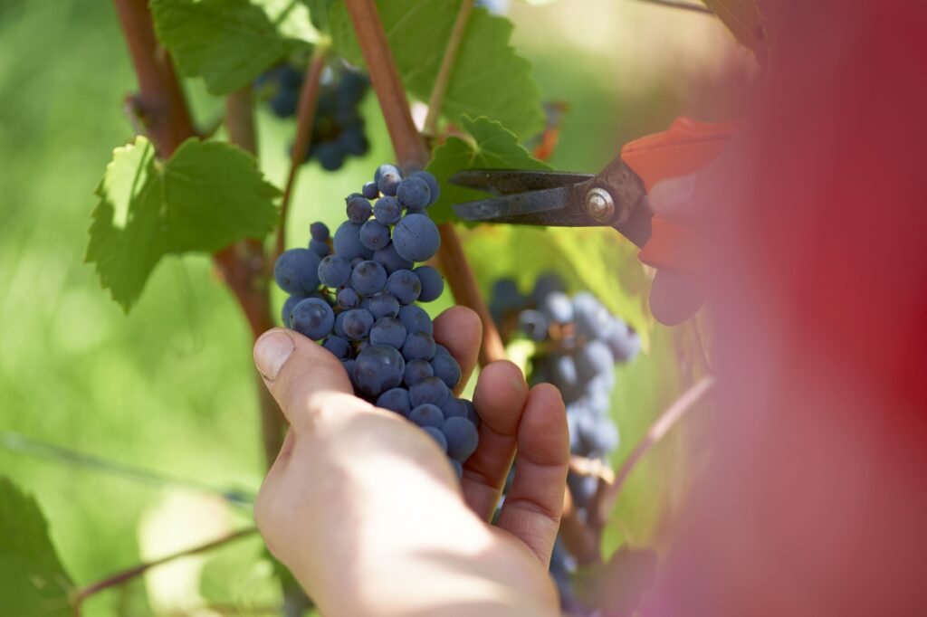 Handlese von blauen Trauben: Eine Person hält eine reife Rotweintraube und schneidet sie mit einer Rebschere ab.