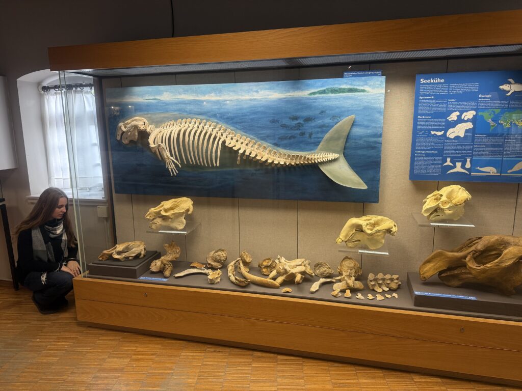 Sympathieträger aus dem Urmeer in Rheinhessen: Die Seekuh. Das Museum zeigt die Funde, die Rekonstruktion des Skelettes.