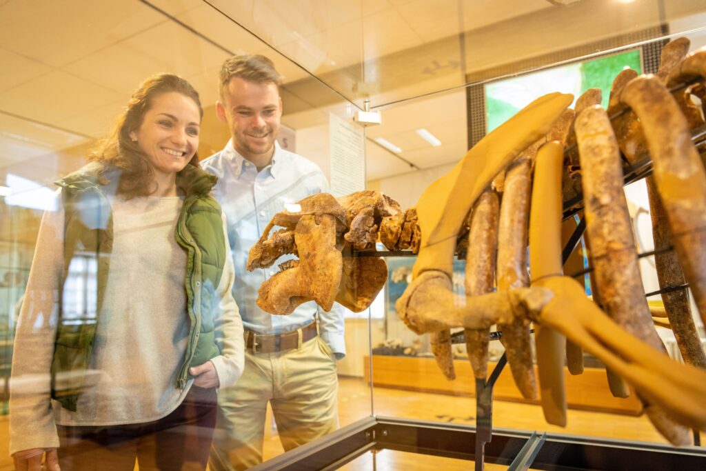 Die Symbolfigur der Abteilung: die fossile Seekuh Elsa.