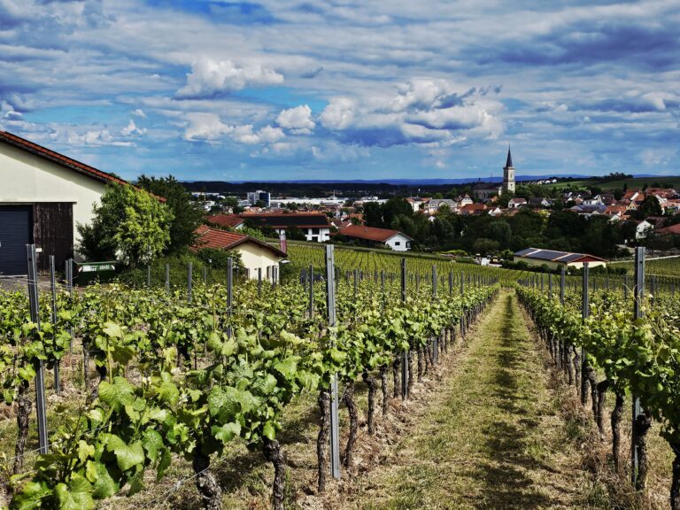 Blick über Bodenheim und umliegende Weinberge von der Weinterrasse des Weinguts Gauer