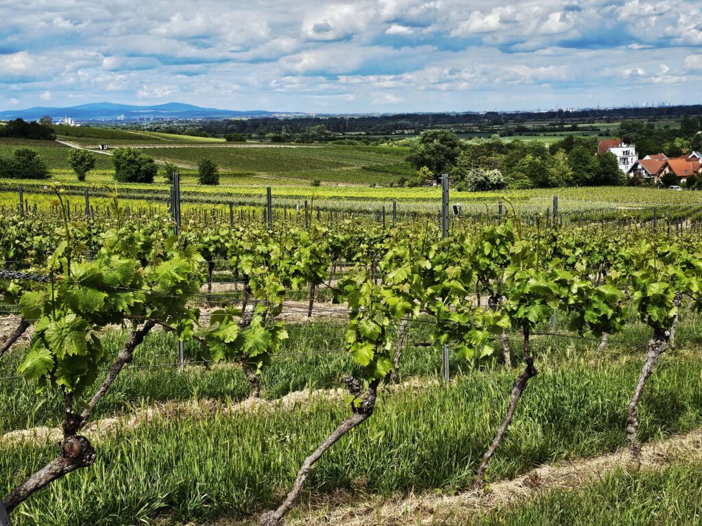 Weinberge mit Weitblick bis zum Taunus und zur Skyline von Frankfurt