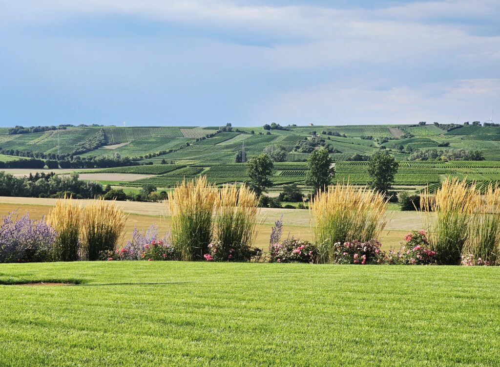 Weite Landschaft mit Weinlagen und sanften Hügeln in Rheinhessen