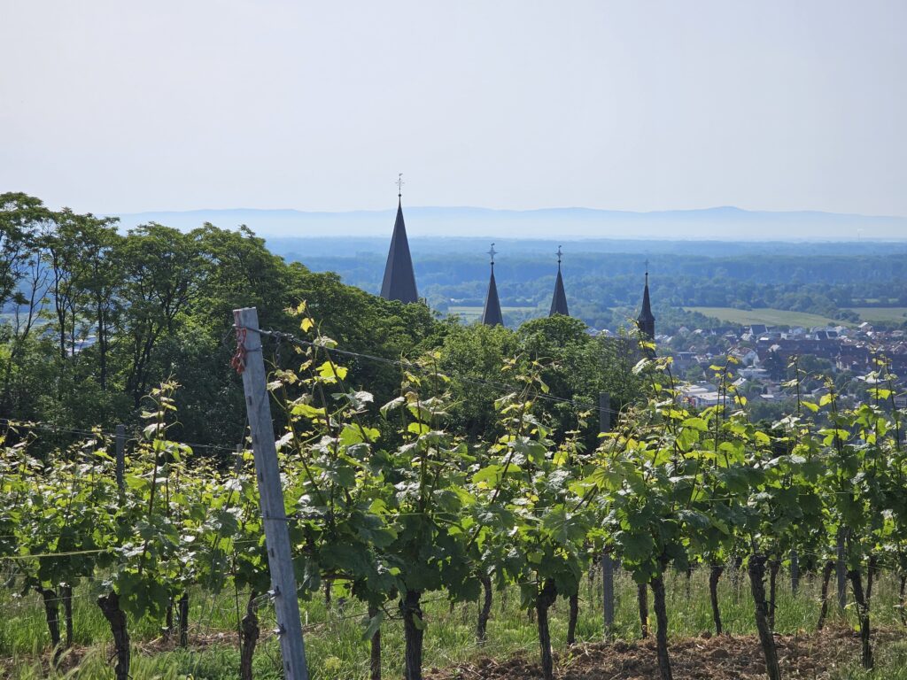 Weitblick über Weinberge bis zum Odenwald entlang des RheinTerrassenWegs