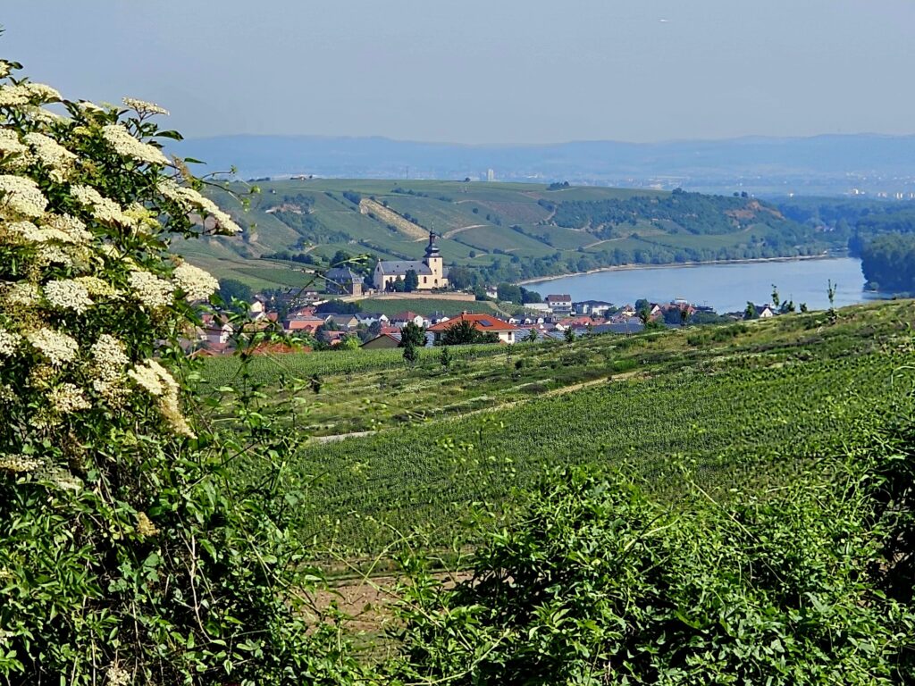 Panoramablick auf Nierstein, Rhein und Weinberge in Rheinhessen