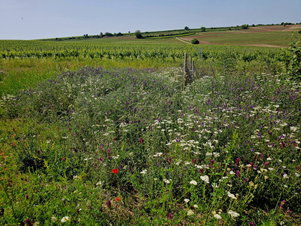 Bunte Wildblumen am Wegesrand des RheinTerrassenWegs
