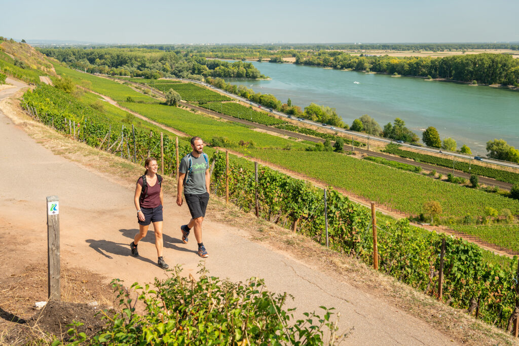 Wanderer auf dem RheinTerrassenWeg, zwischen Nackenheim und Neirstein. Man sieht die Weinhäge und den Rhein