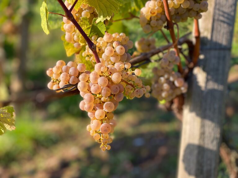 Eine Rieslingtraube am Roten Hang