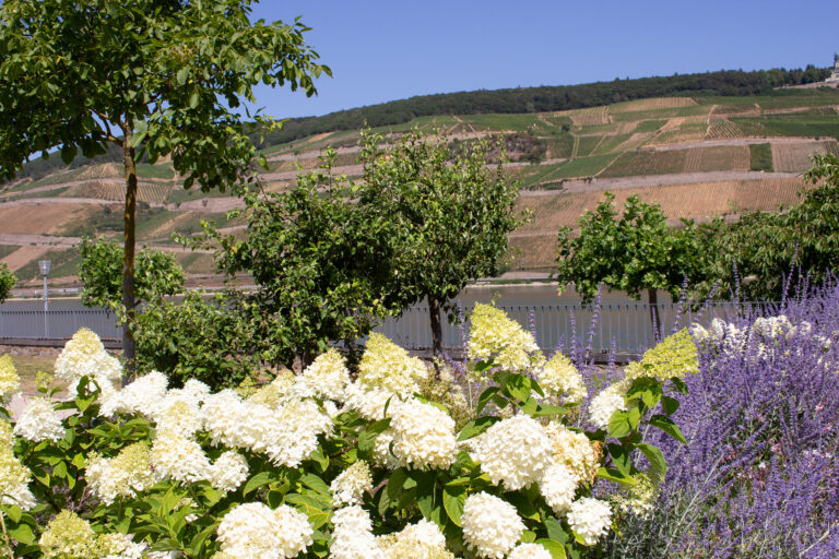 Blühende Stauden mit Blick über den Rhein und die Weinberge