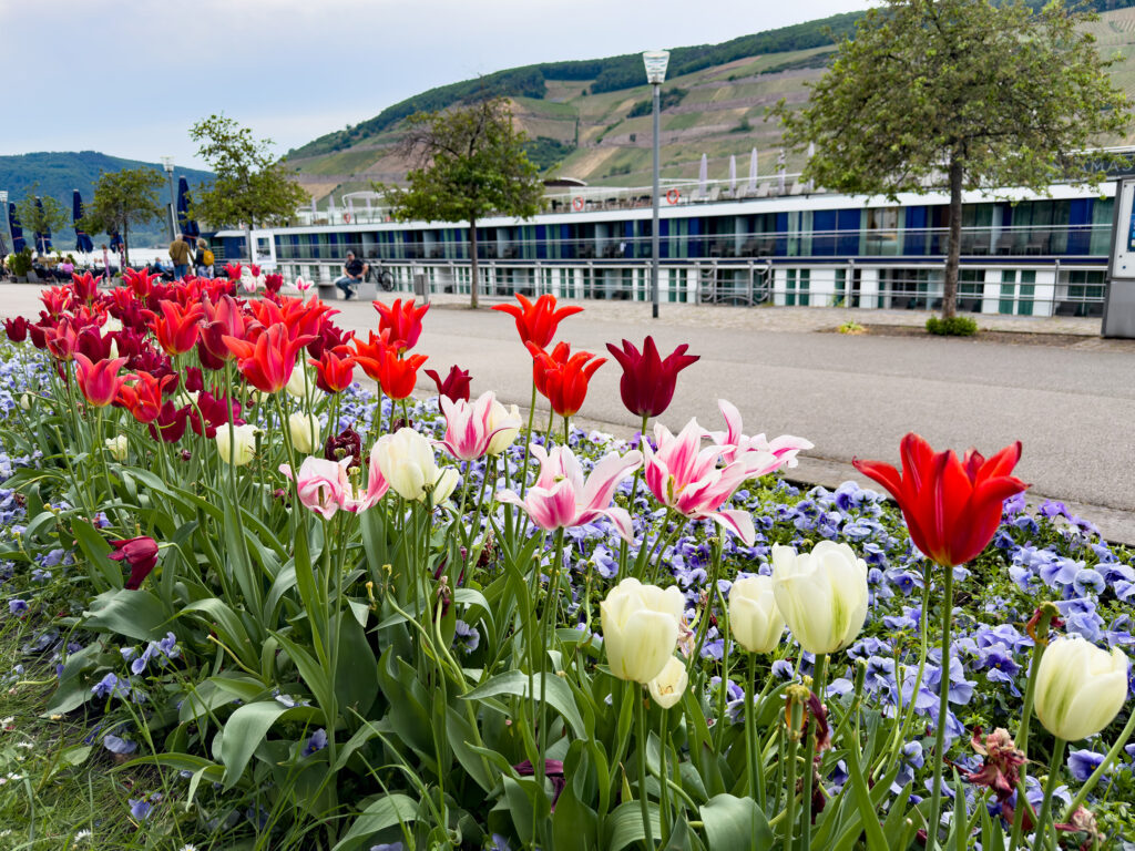 Bunte Tulpenbeete am Binger Kulturufer mit Blick auf die Schifffahrt