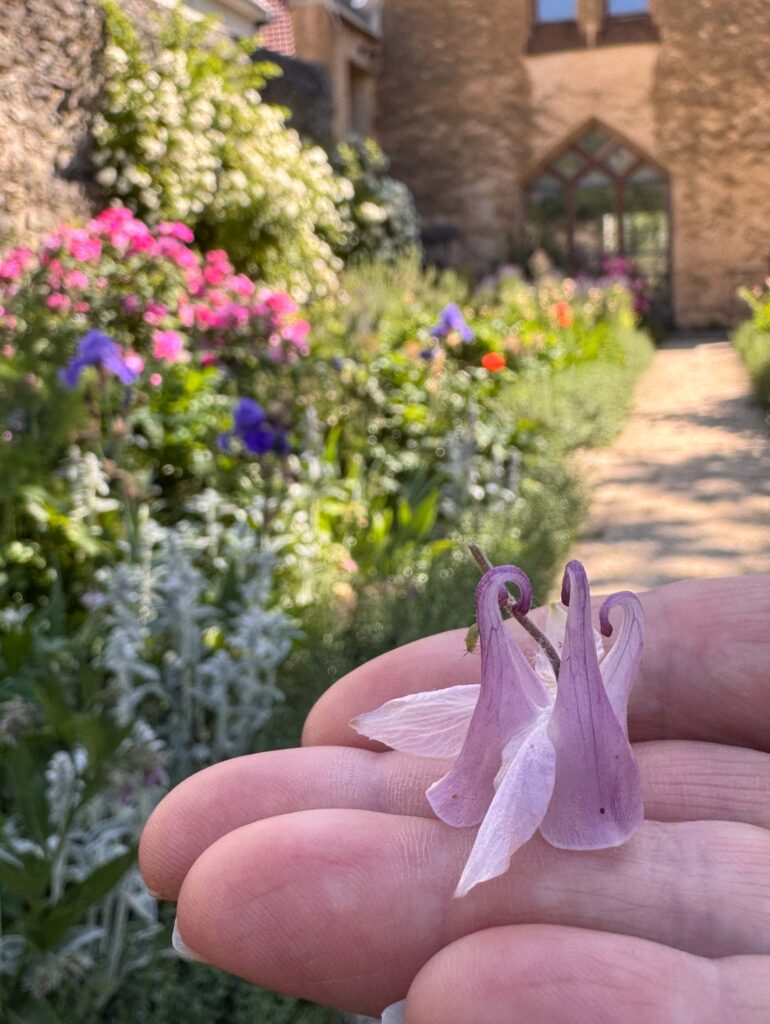 Blühende Akelei im Kapellengarten Oppenheim