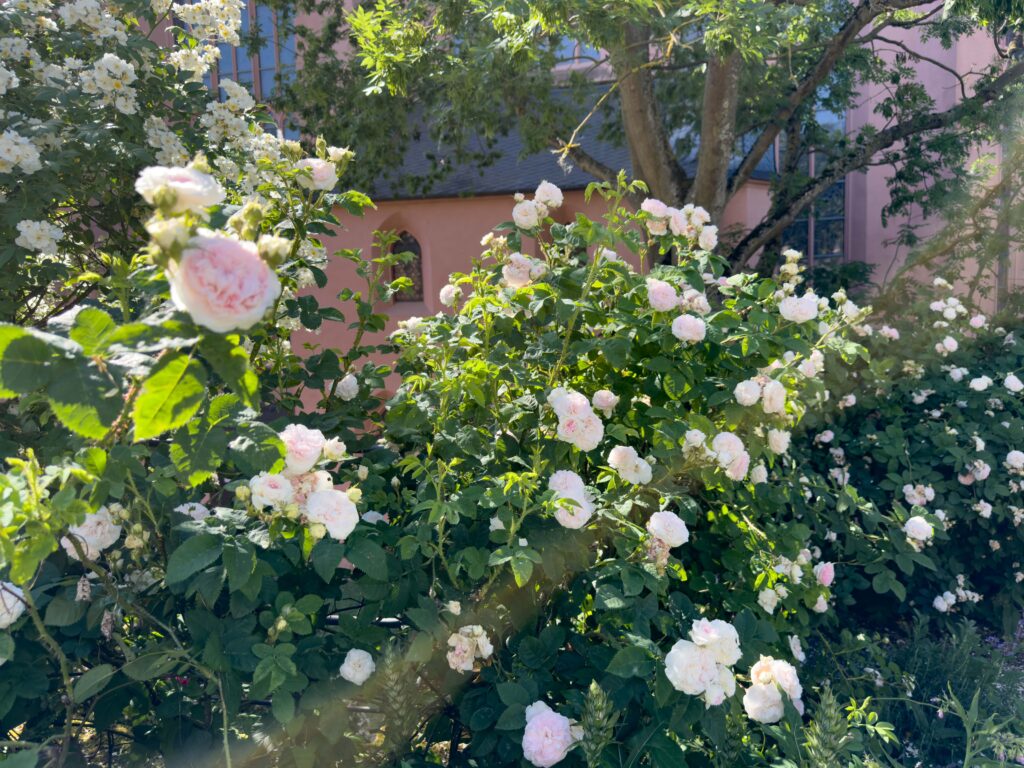 Historische Strauchrose „Félicité Parmentier“ im Kapellengarten Oppenheim