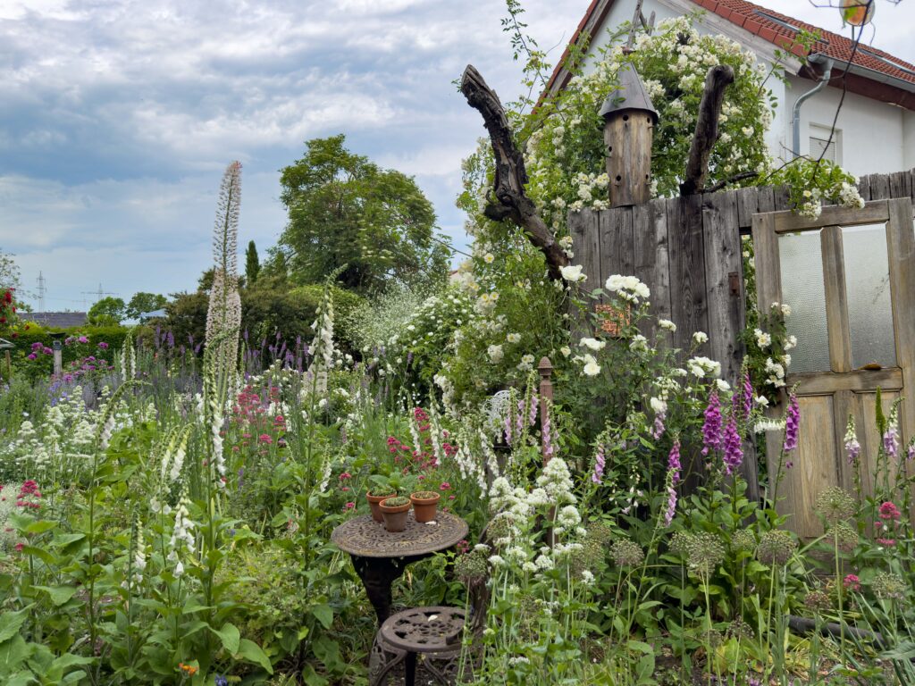 Weiß blühende Stauden und Naturgarten im Rathausgarten Dexheim