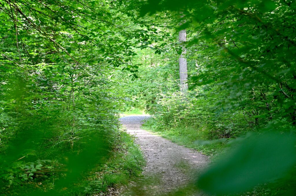 Petit sentier forestier sur le circuit de randonnée « Hiwweltour Vorholz »