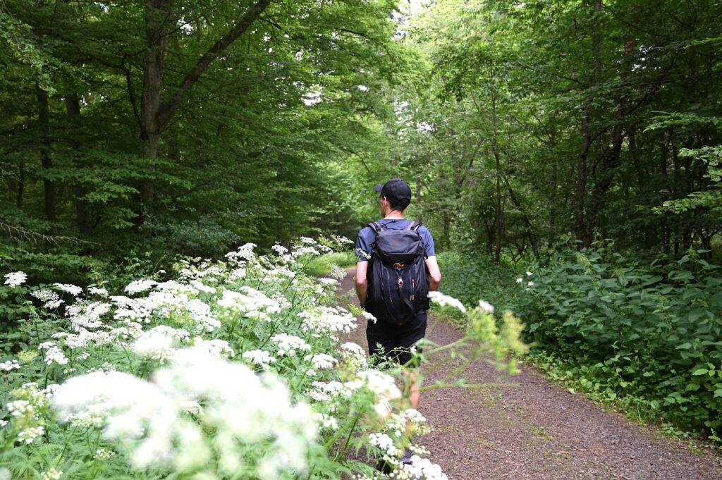 Randonneur sur un sentier forestier bordé de plantes sauvages en fleurs