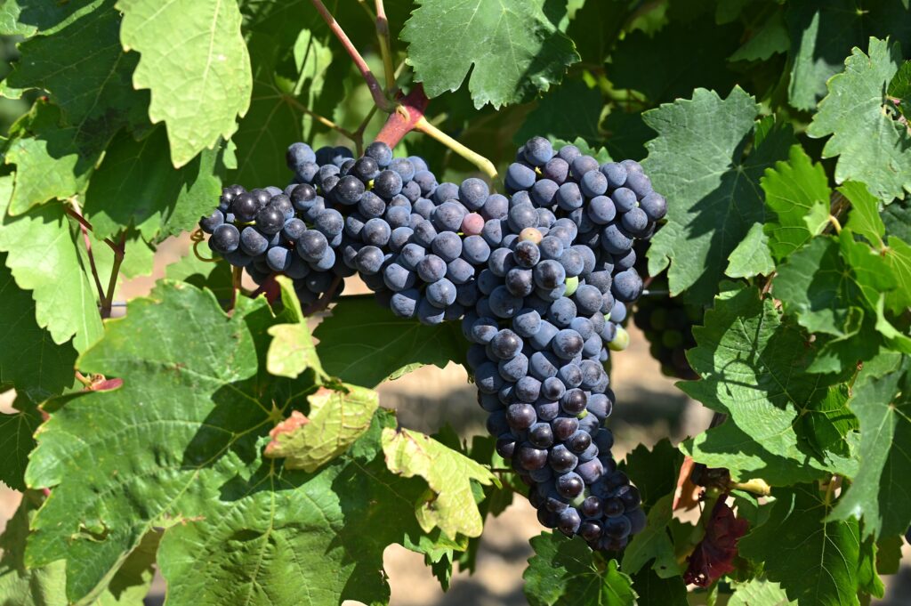 Fast reife rote Weintrauben in den Weinbergen der Saulheimer Hölle