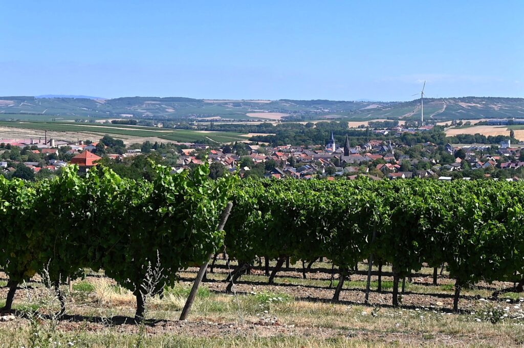 Blick auf Wöllstein mit Weinbergen und Start und Ziel der Wanderung